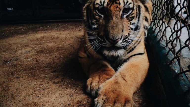 What Is Cricbet99 And How Does It Work?